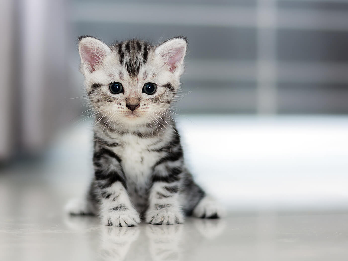 kitten in hallway