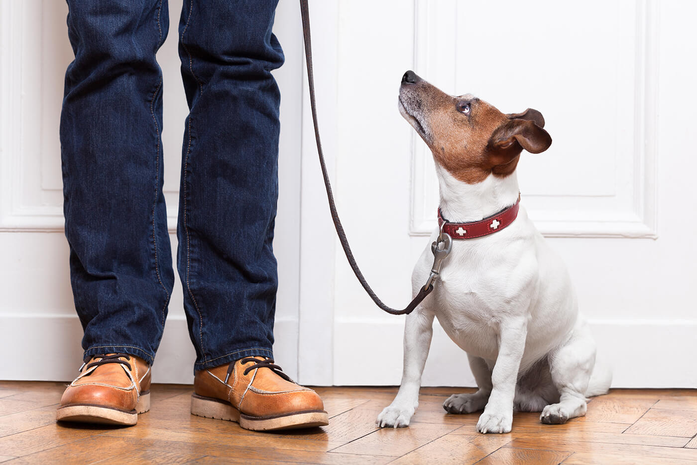 dog at door ready for walk