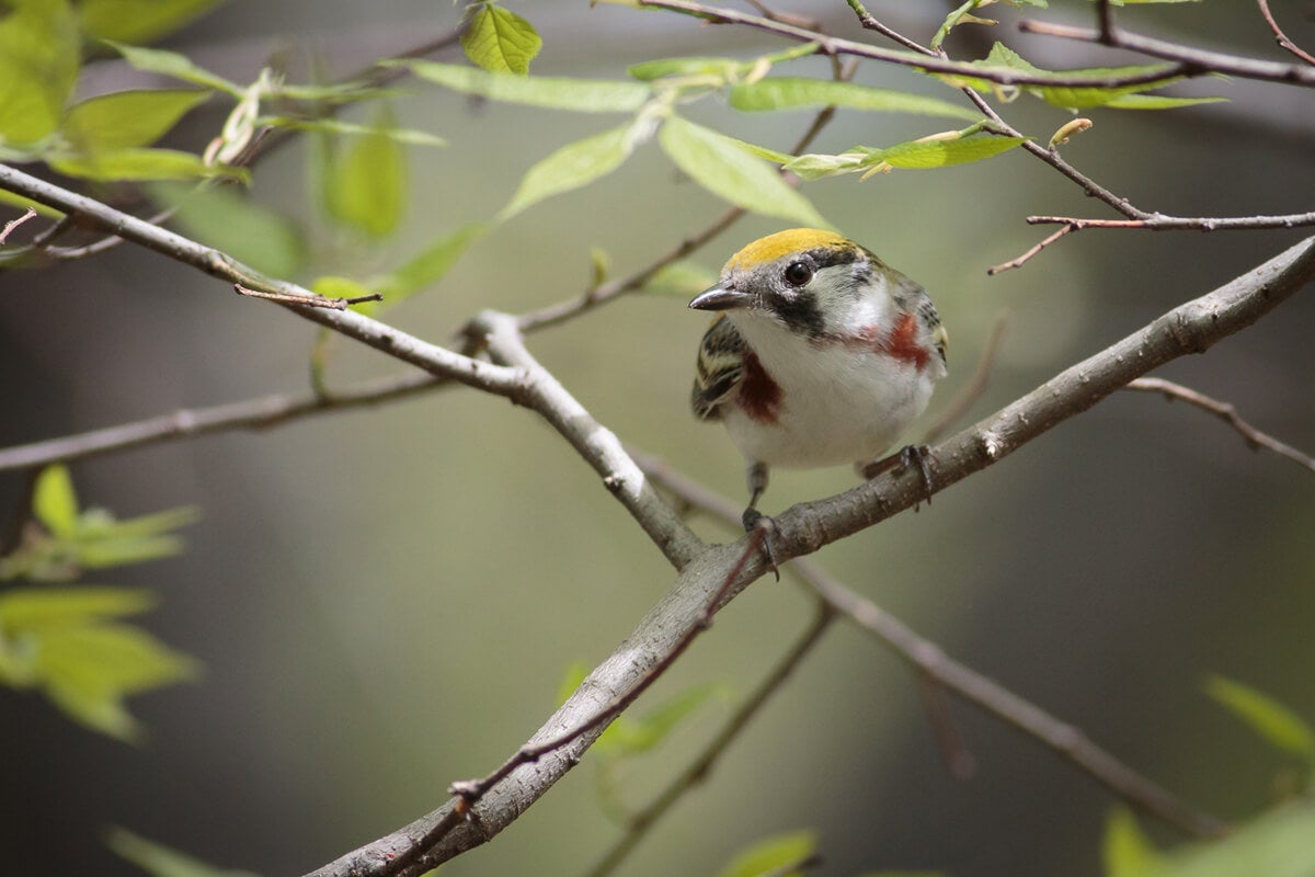 Photography 101: Bird Photography