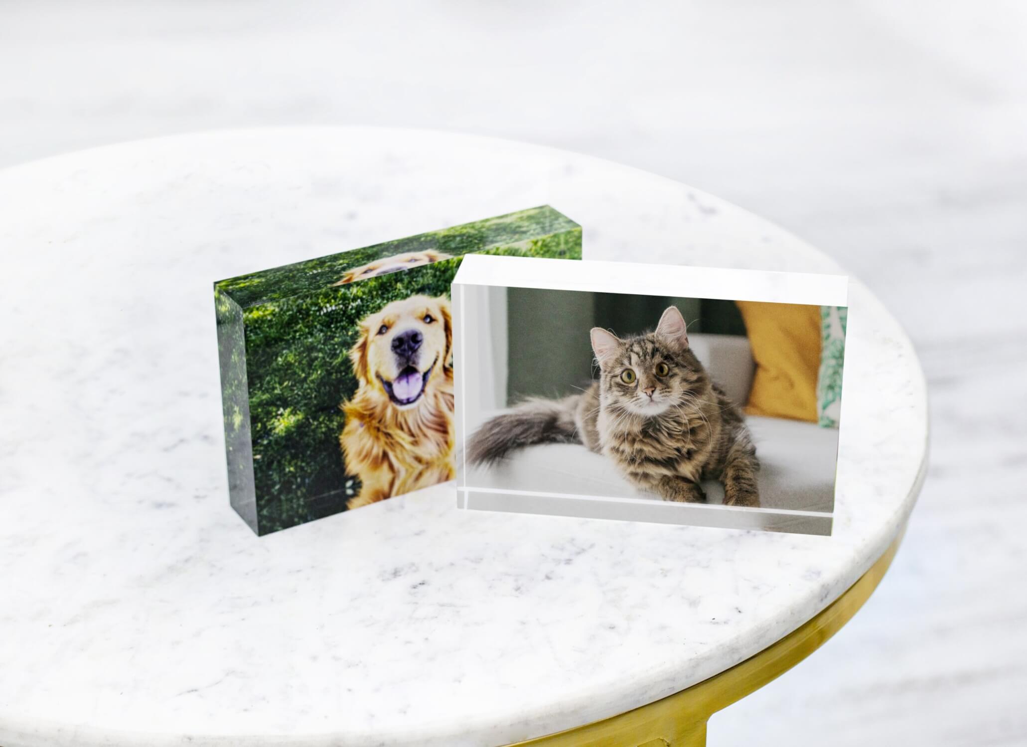 Your Pet Photography as Art